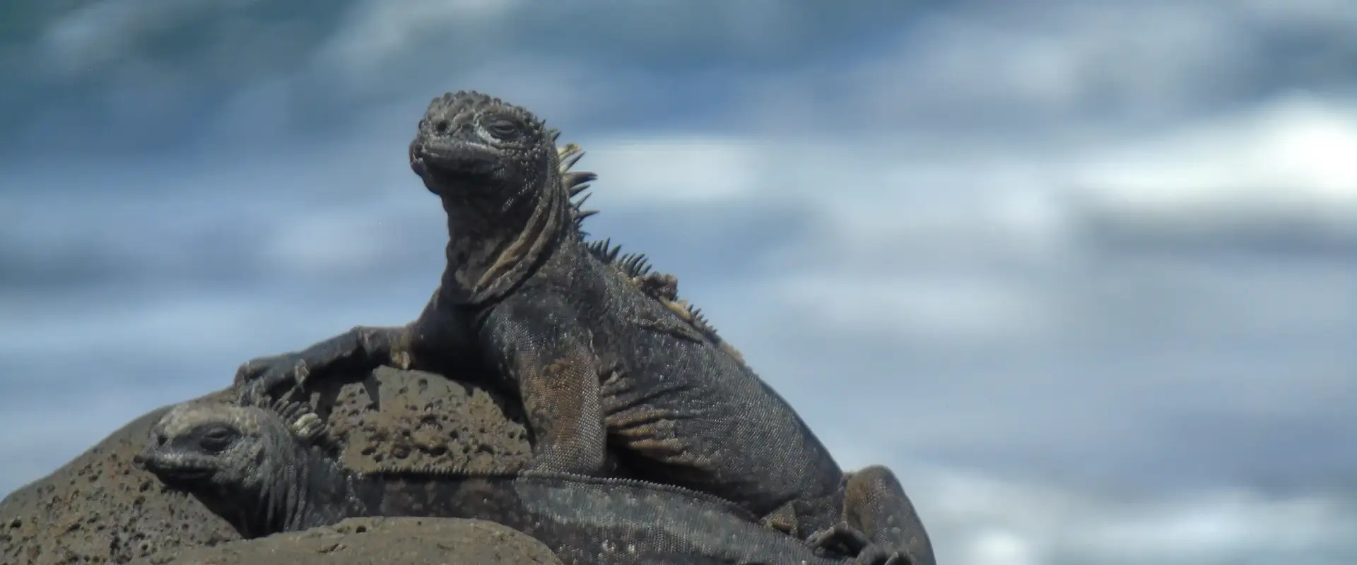 A Galapagos marine iguana on a lava rock against the sky