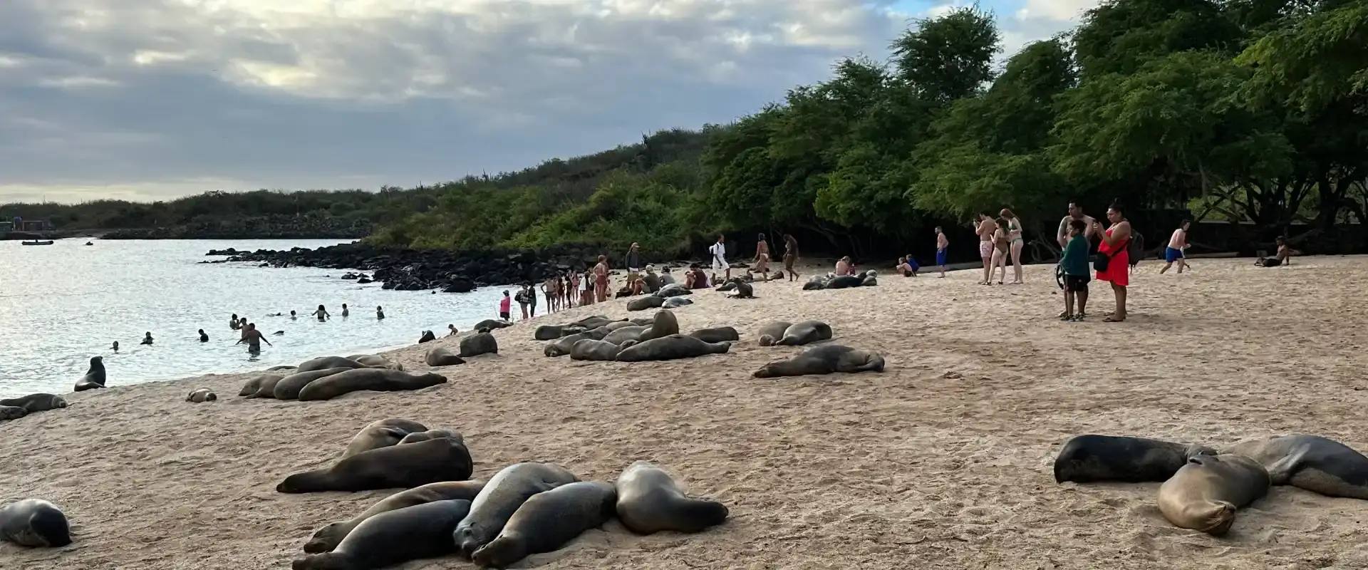 A Galapagos beach crowded with resting sea lions
